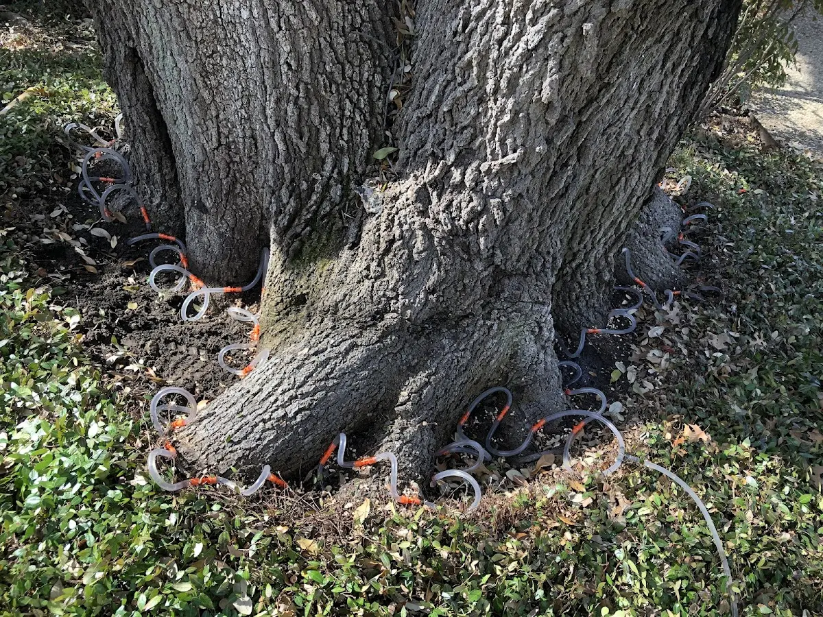 Detailed Tree Cabling and Bracing job site in Mackinac Island