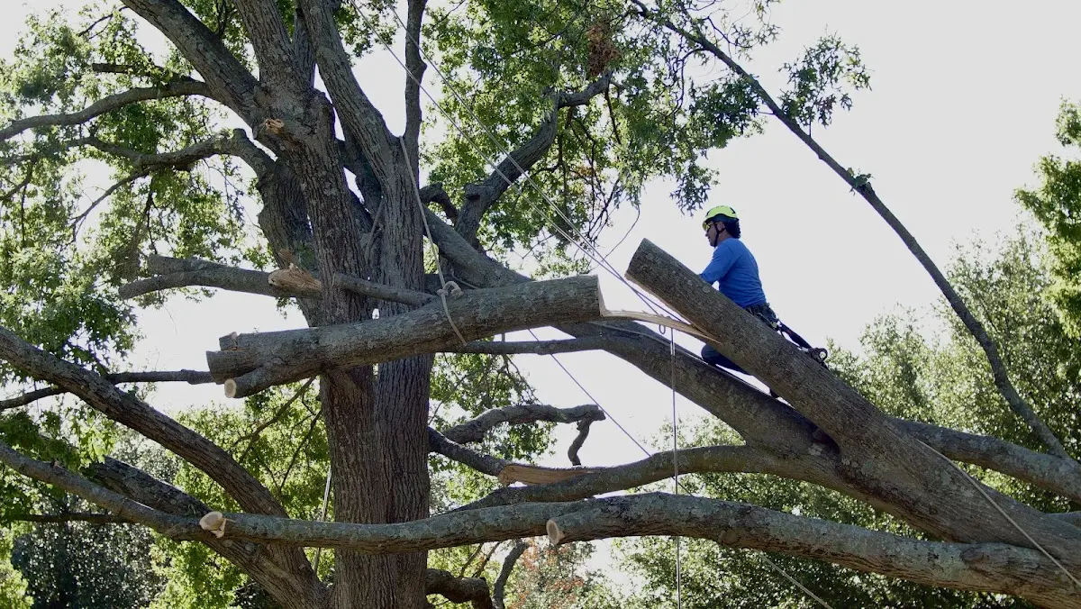 Professional Crown Thinning performed by certified arborists in Mackinac Island