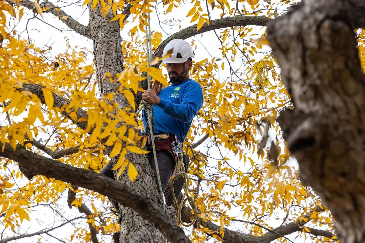 Skilled Tree Transplanting crew working in Mackinac Island